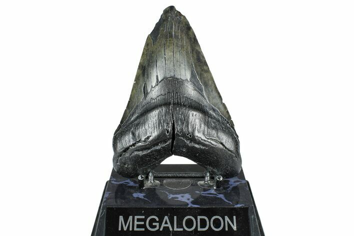 Bargain, Fossil Megalodon Tooth - South Carolina #371771